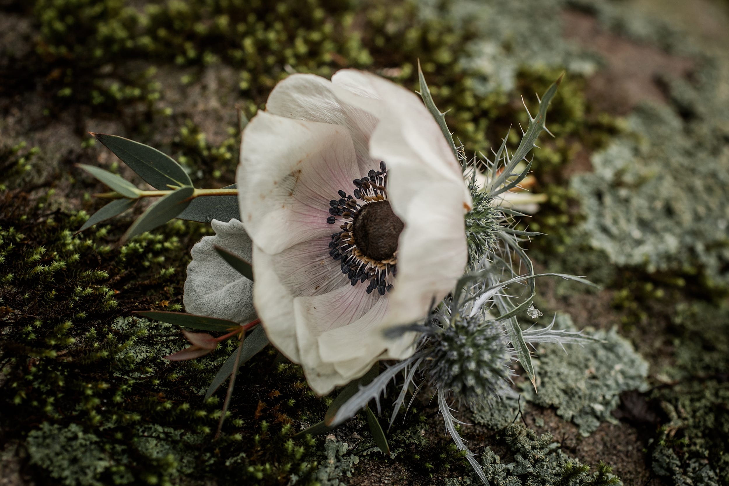 Boutonniere on a Rock
